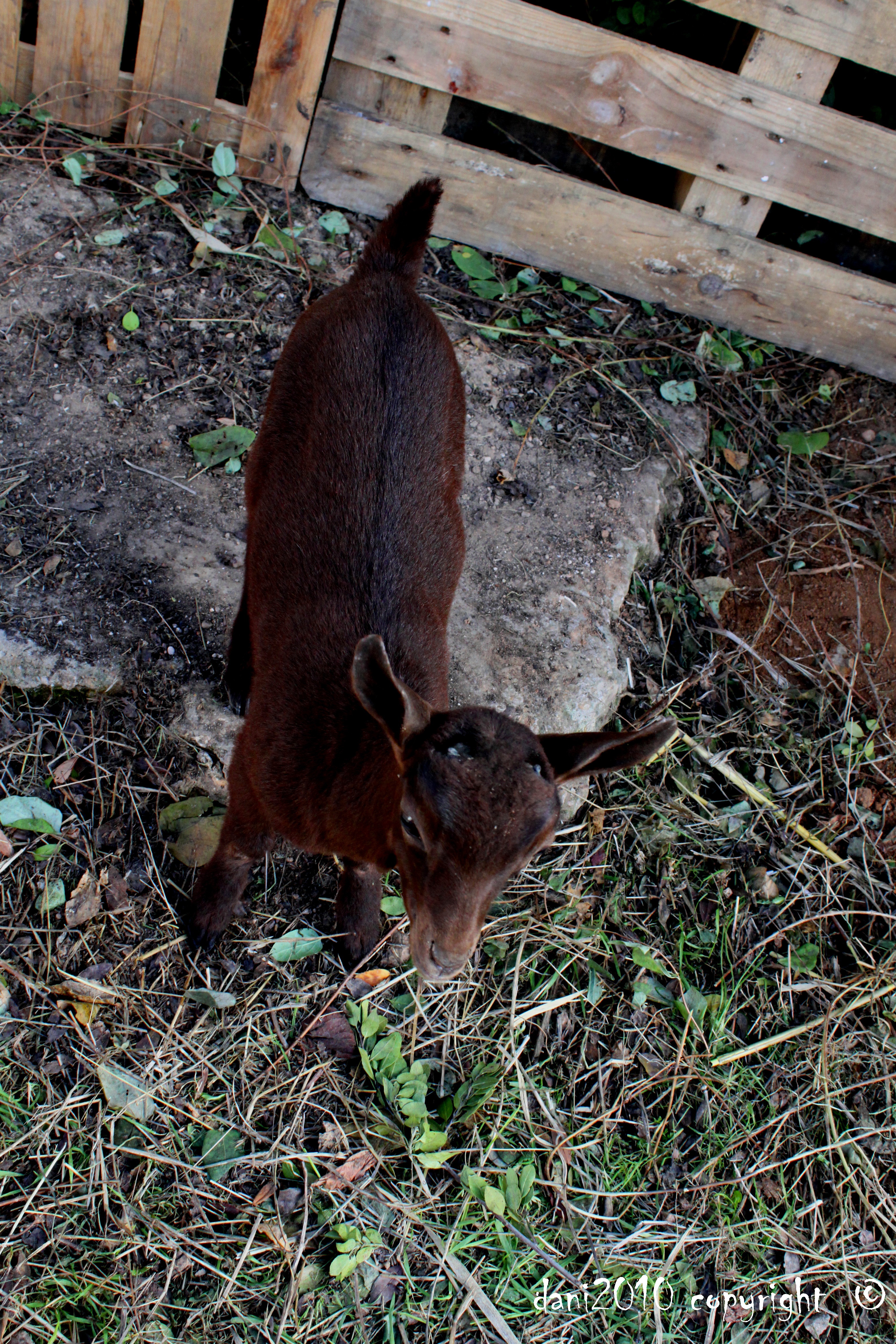 [MUESTRA] Murciano-Granadina — Caprino