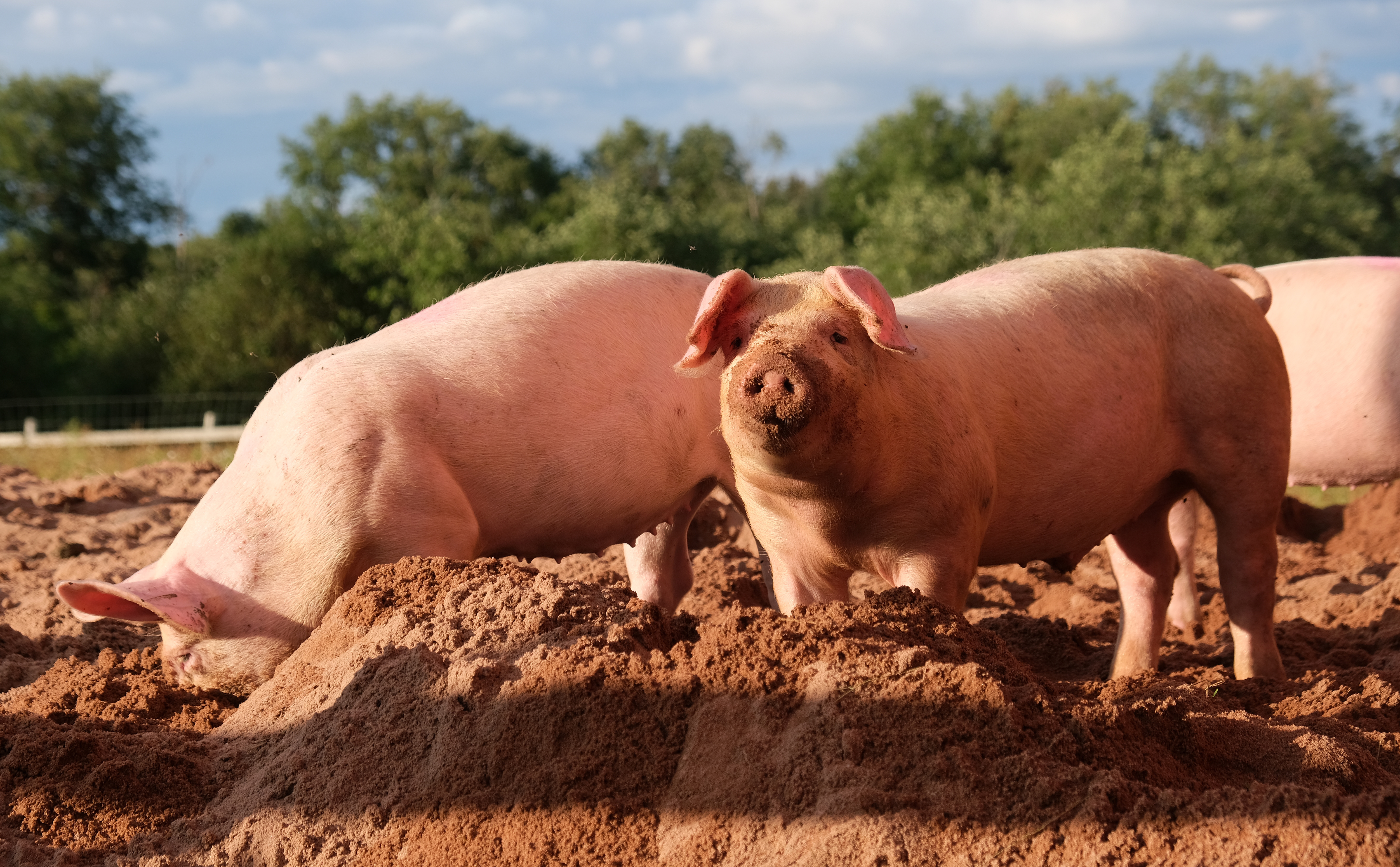 [MUESTRA] Ibérico — Porcino