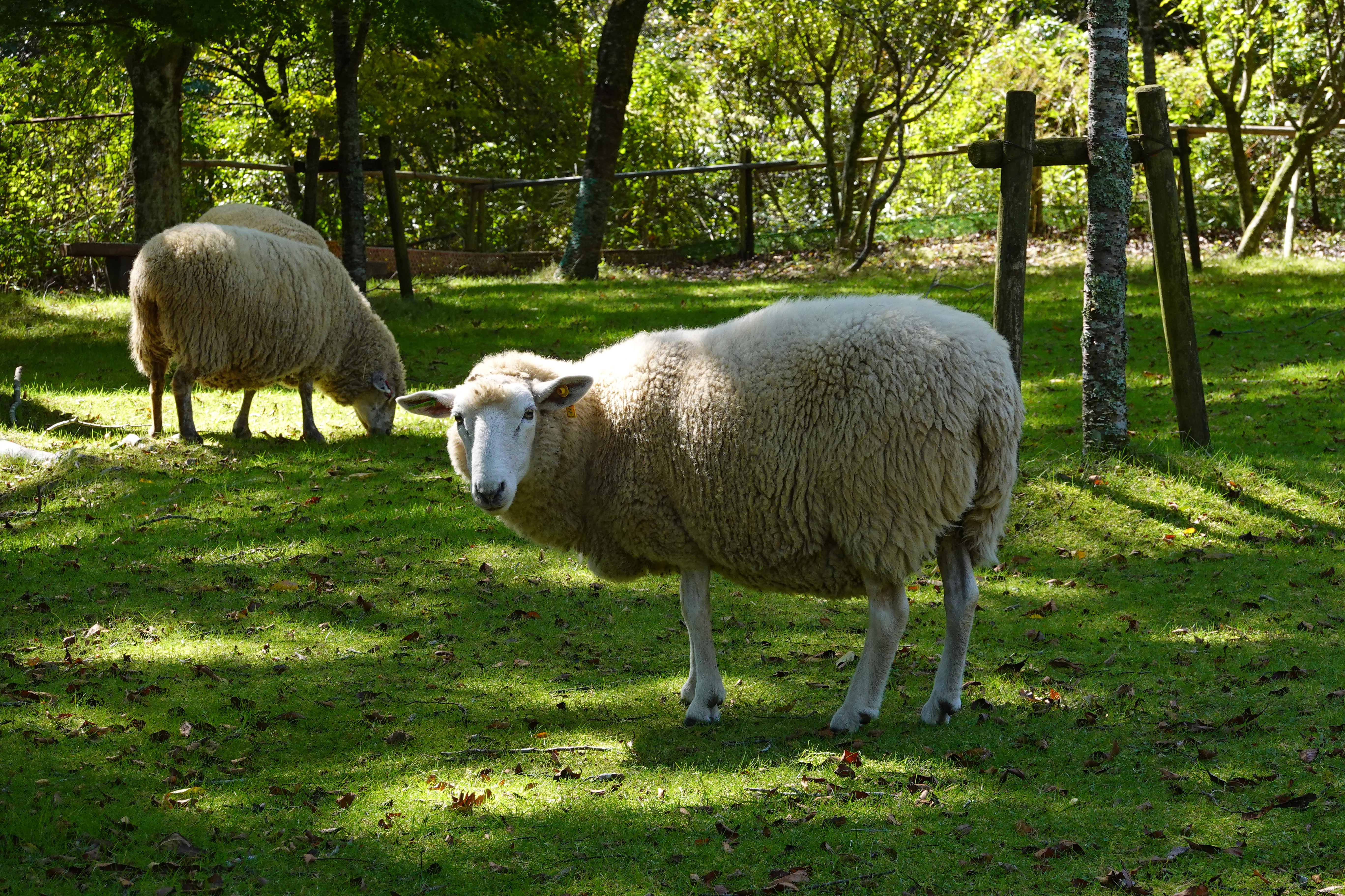 [MUESTRA] Merina — Ovino