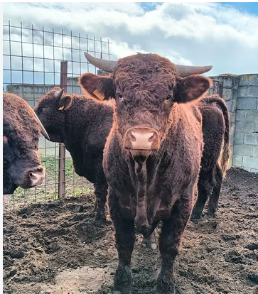 Machos Salers imagen 2