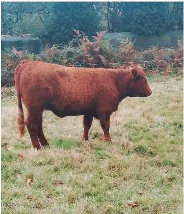 Novilla Salers x Angus