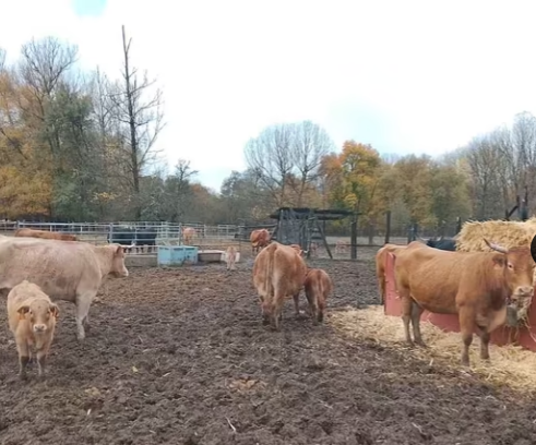 7 vacas de vida preñadas en 2 y 8 años imagen 2