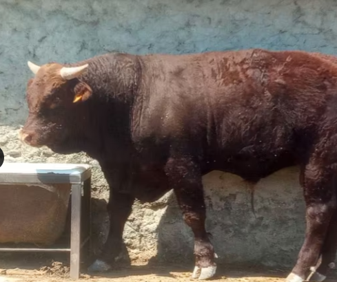 Machos Salers imagen 3