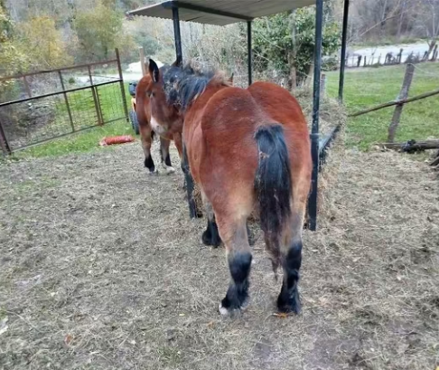 Potro Hispano Breton para Vida
