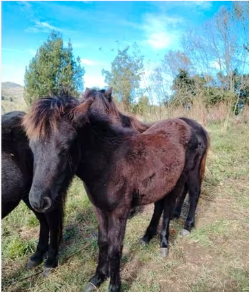 Potro Asturcón imagen 2