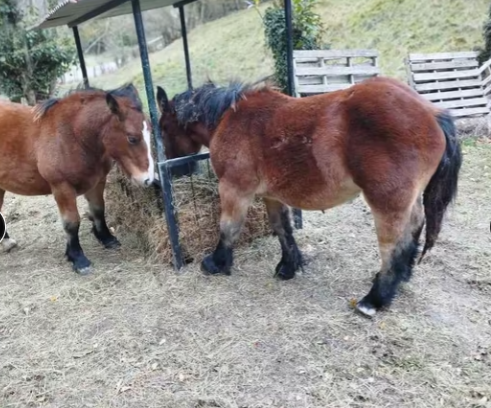 Potro Hispano Breton para Vida imagen 2