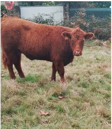 Novilla Salers x Angus imagen 2