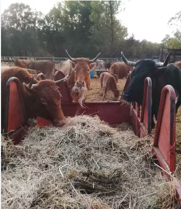 7 vacas de vida preñadas en 2 y 8 años