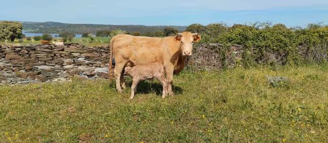 Venta de Vacas cruzadas