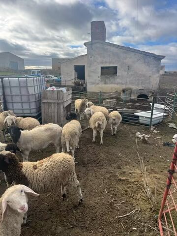 Venta de corderos imagen 2