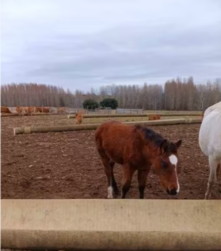 Potro Hispano Breton