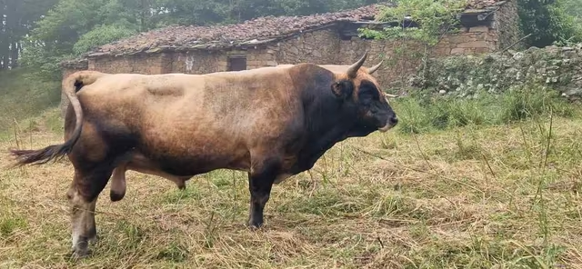 Toro Asturiano De Los Valles