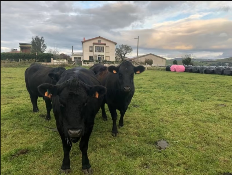 Novillas Holaguns imagen 2