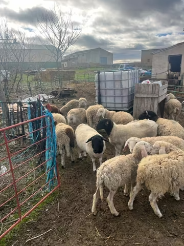 Venta de corderos imagen 3