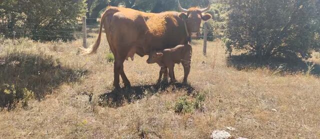 Venta de Vacas cruzadas imagen 2