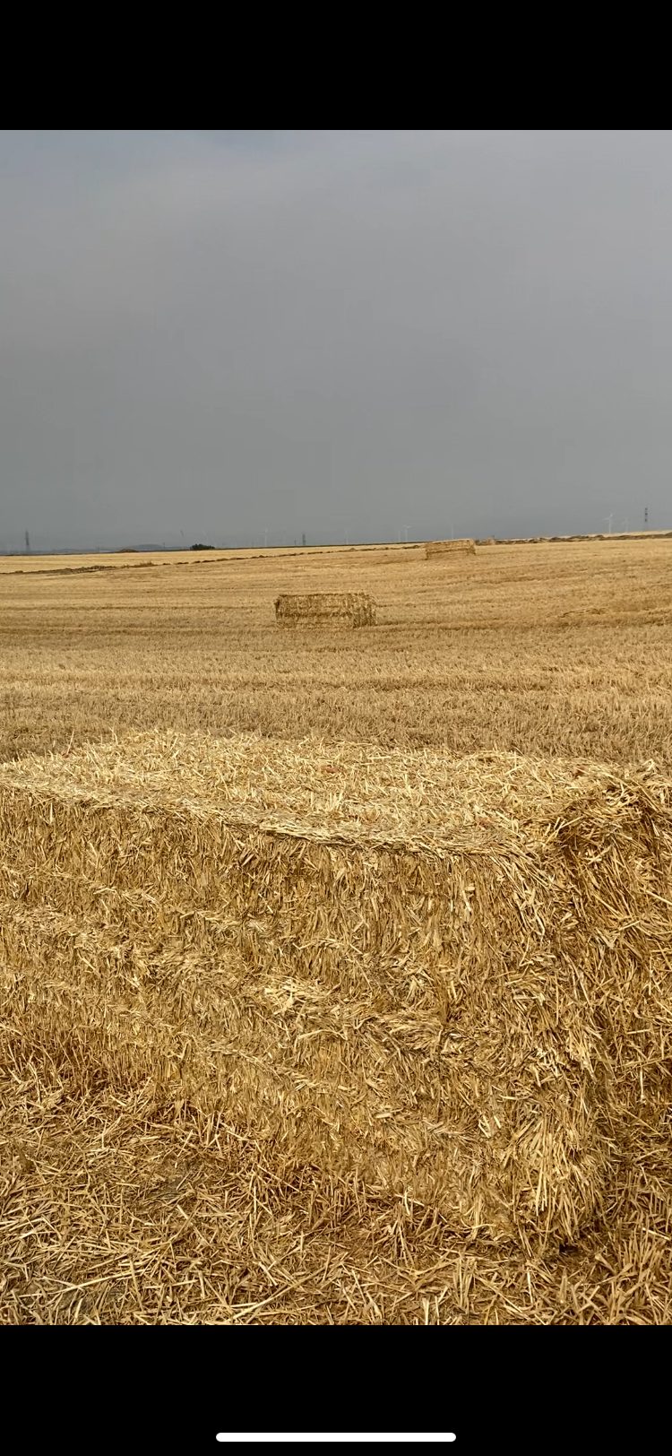 Alpacas de paja 90*80