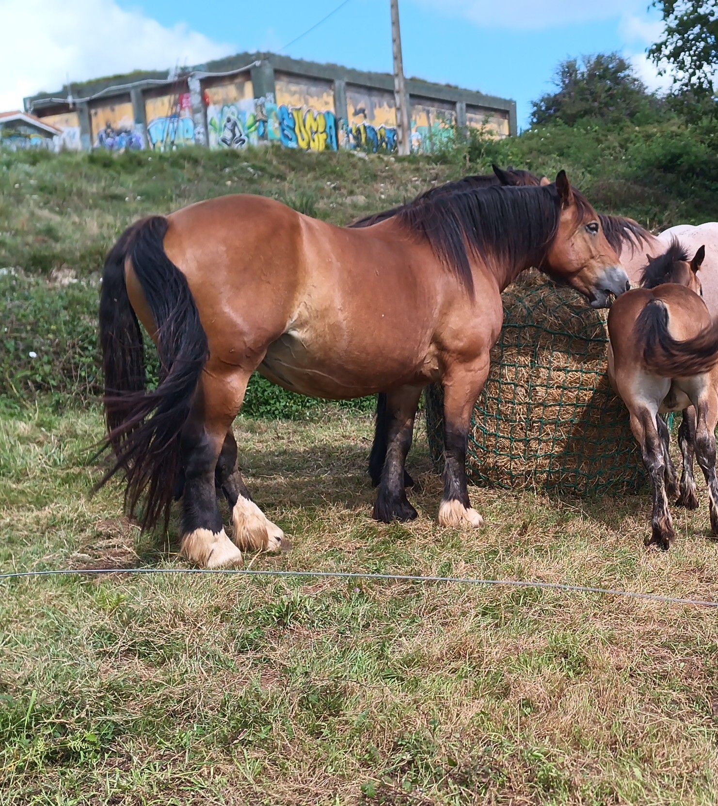 Yegua hispano Bretón