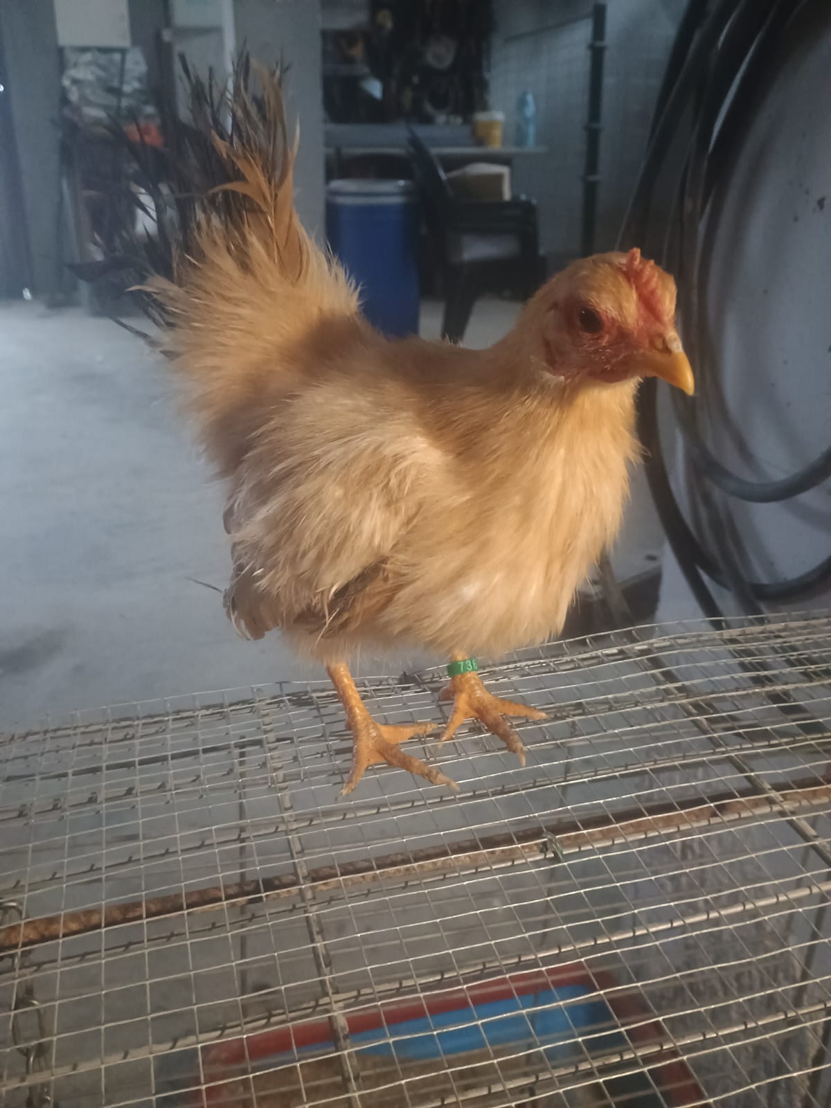 Gallinas y gallos kikos imagen 5