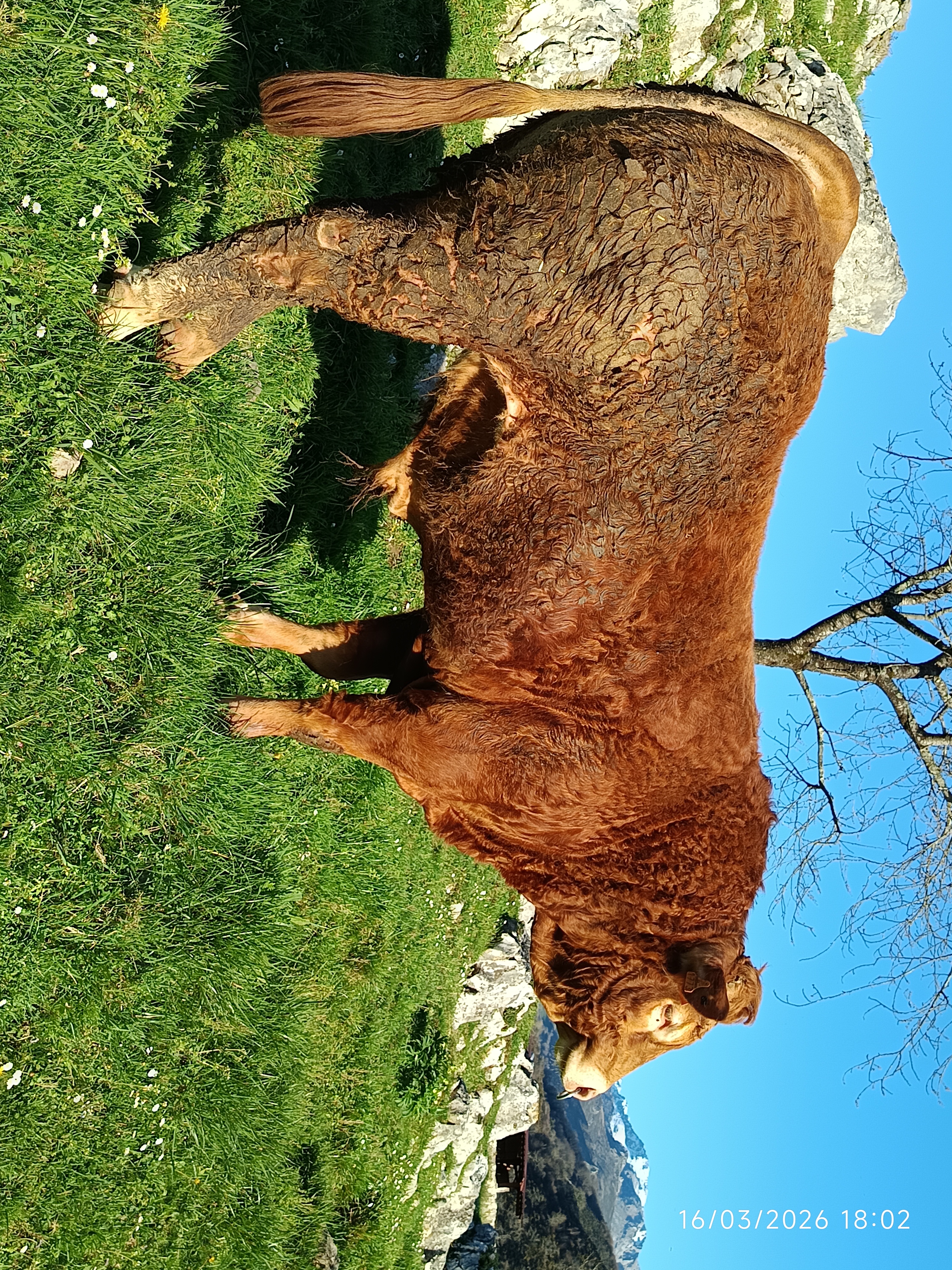 TORO DE TRES AÑOS imagen 4