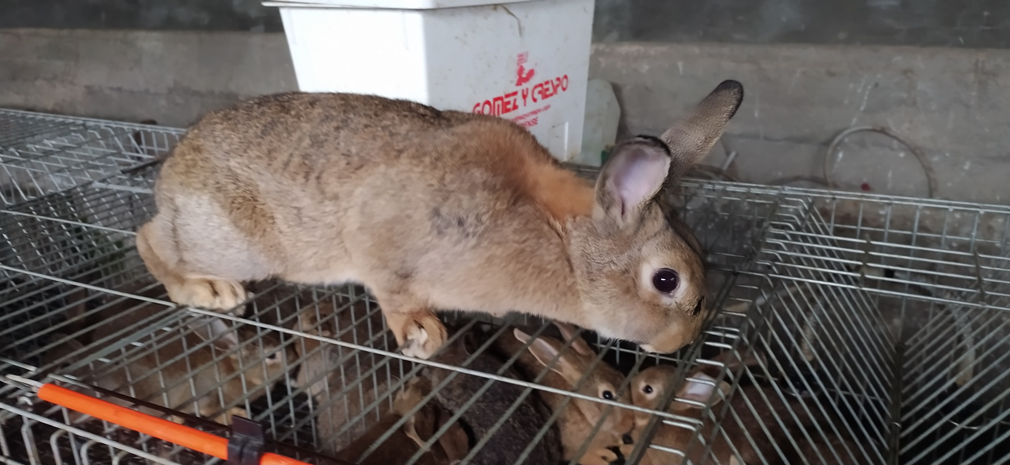 Conejos pardo vasco imagen 2