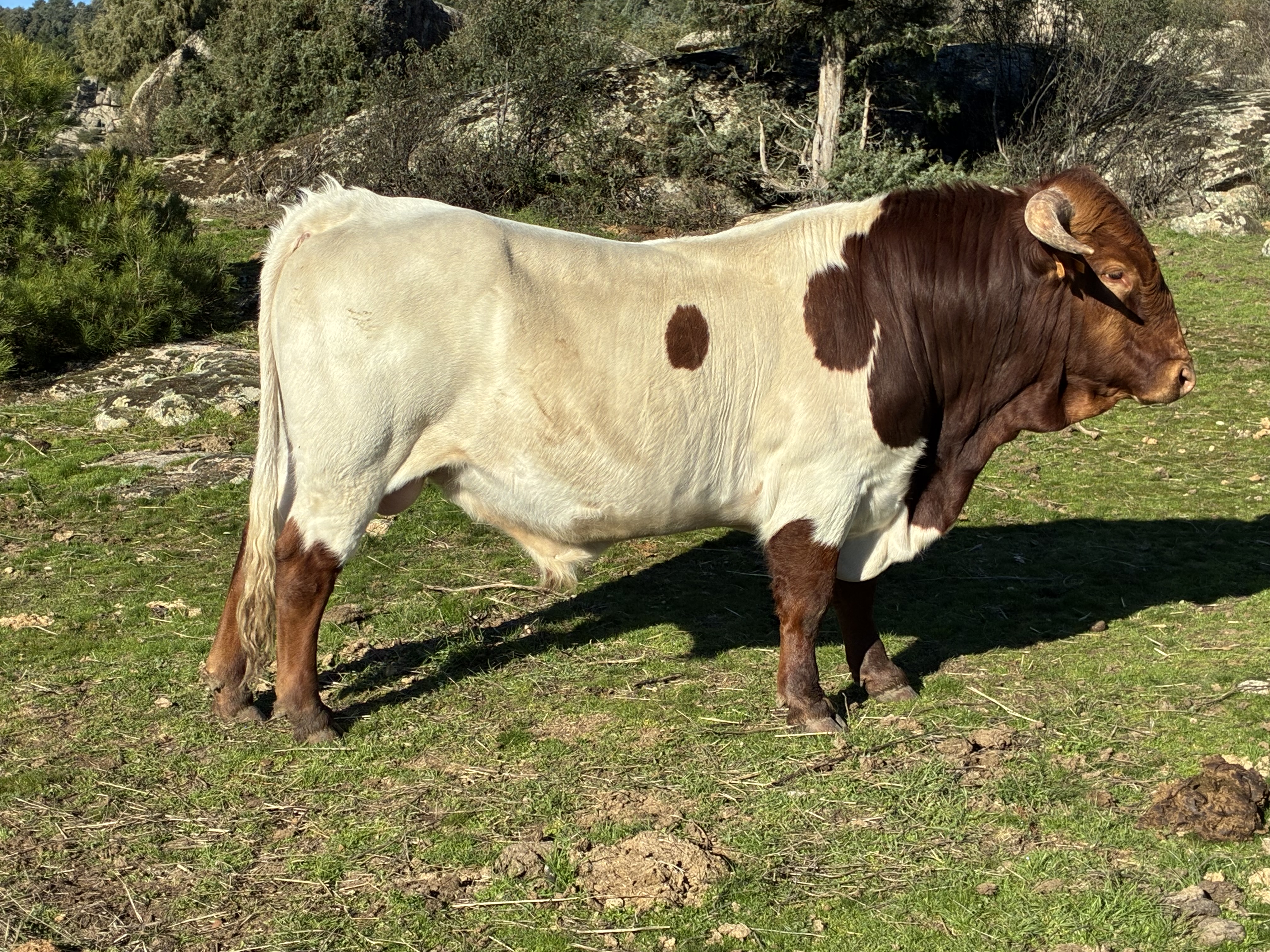 Berrendo en colorado imagen 2