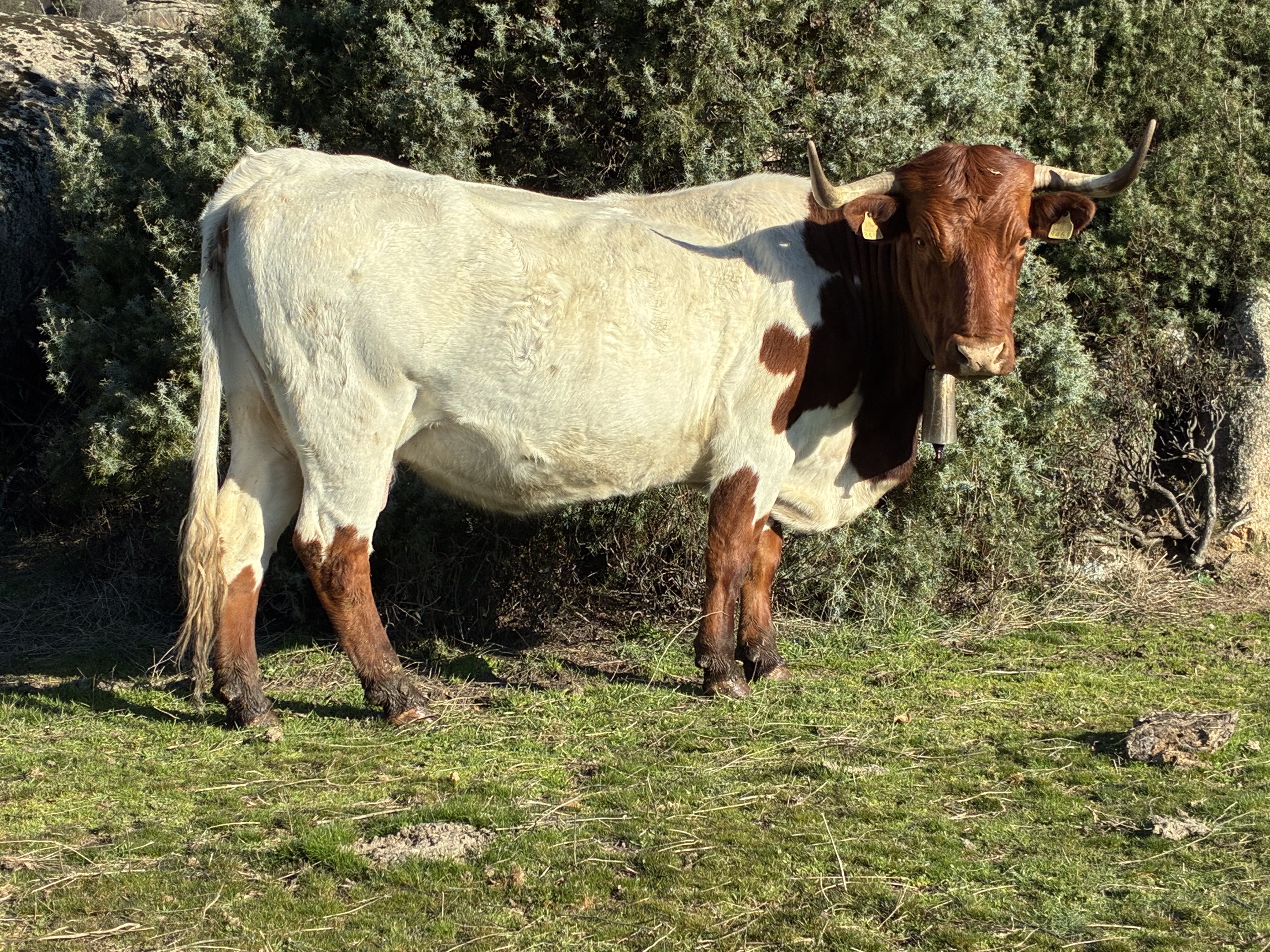 Berrendo en colorado imagen 3