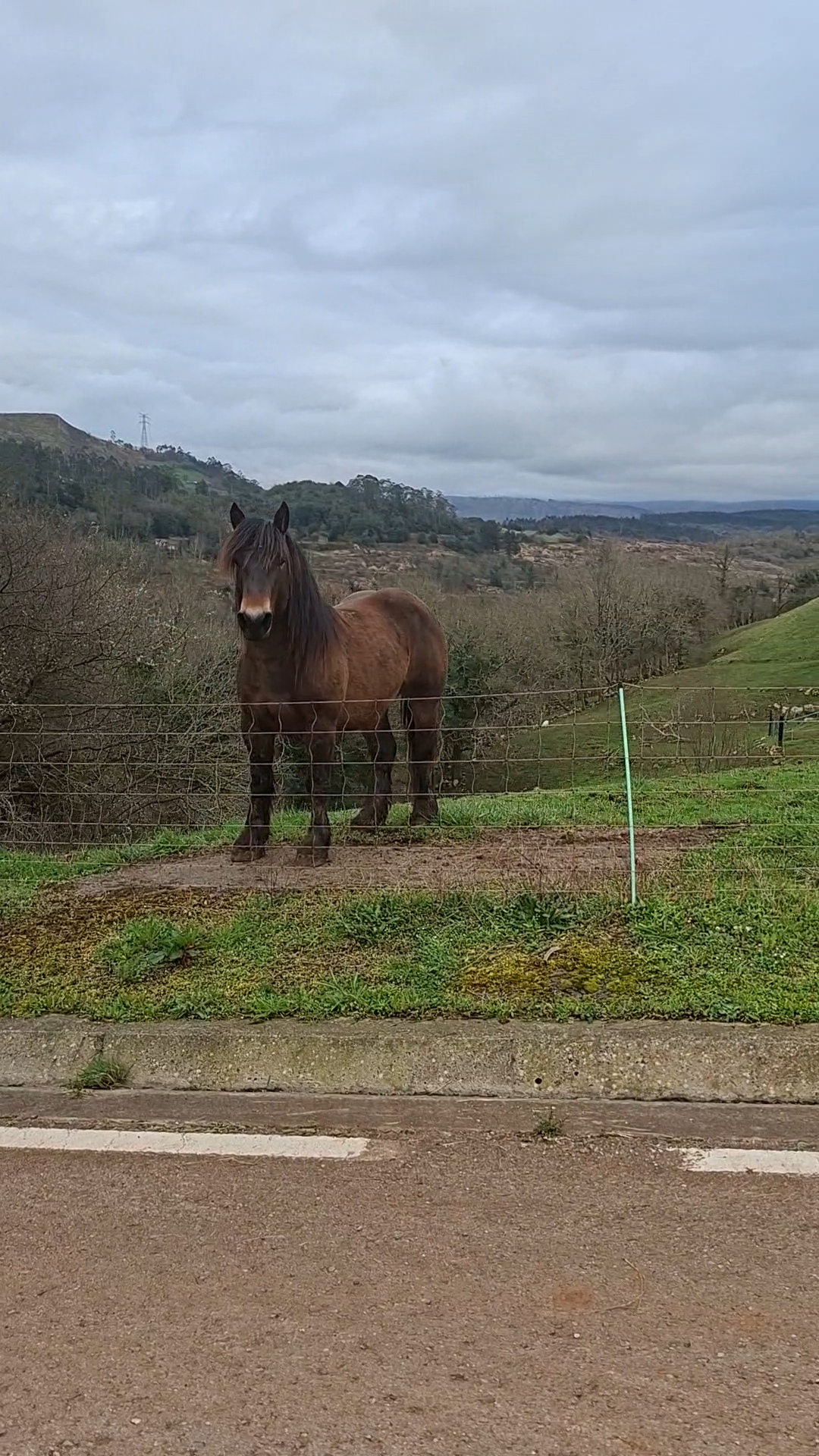 Potro para semental imagen 2