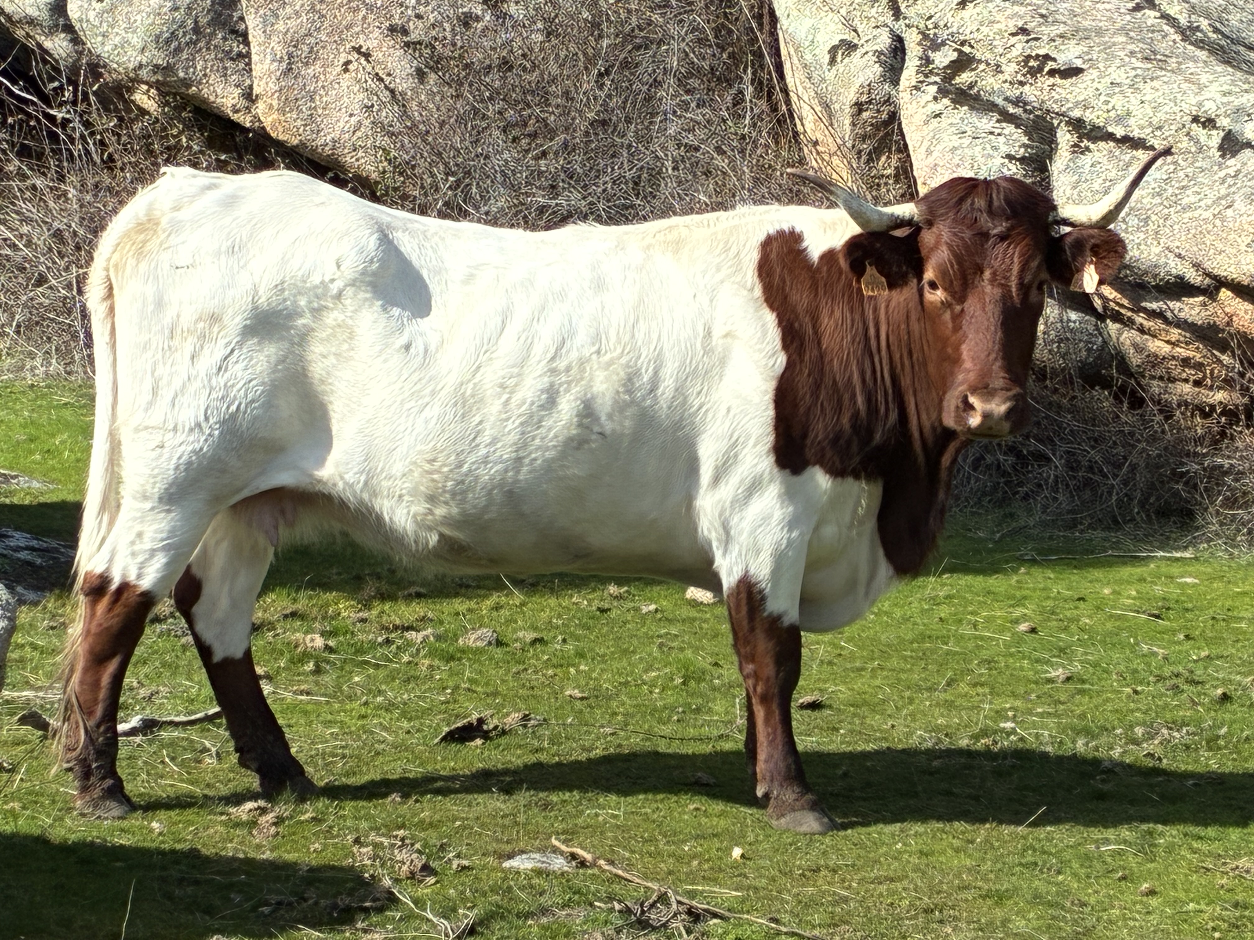 Berrendo en colorado imagen 4