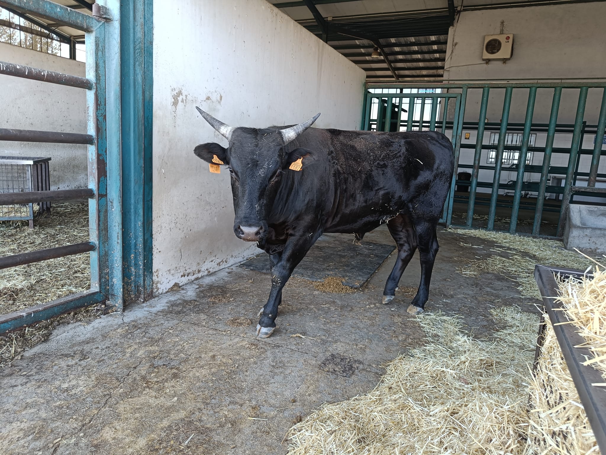 NOVILLO 100X100 WAGYU