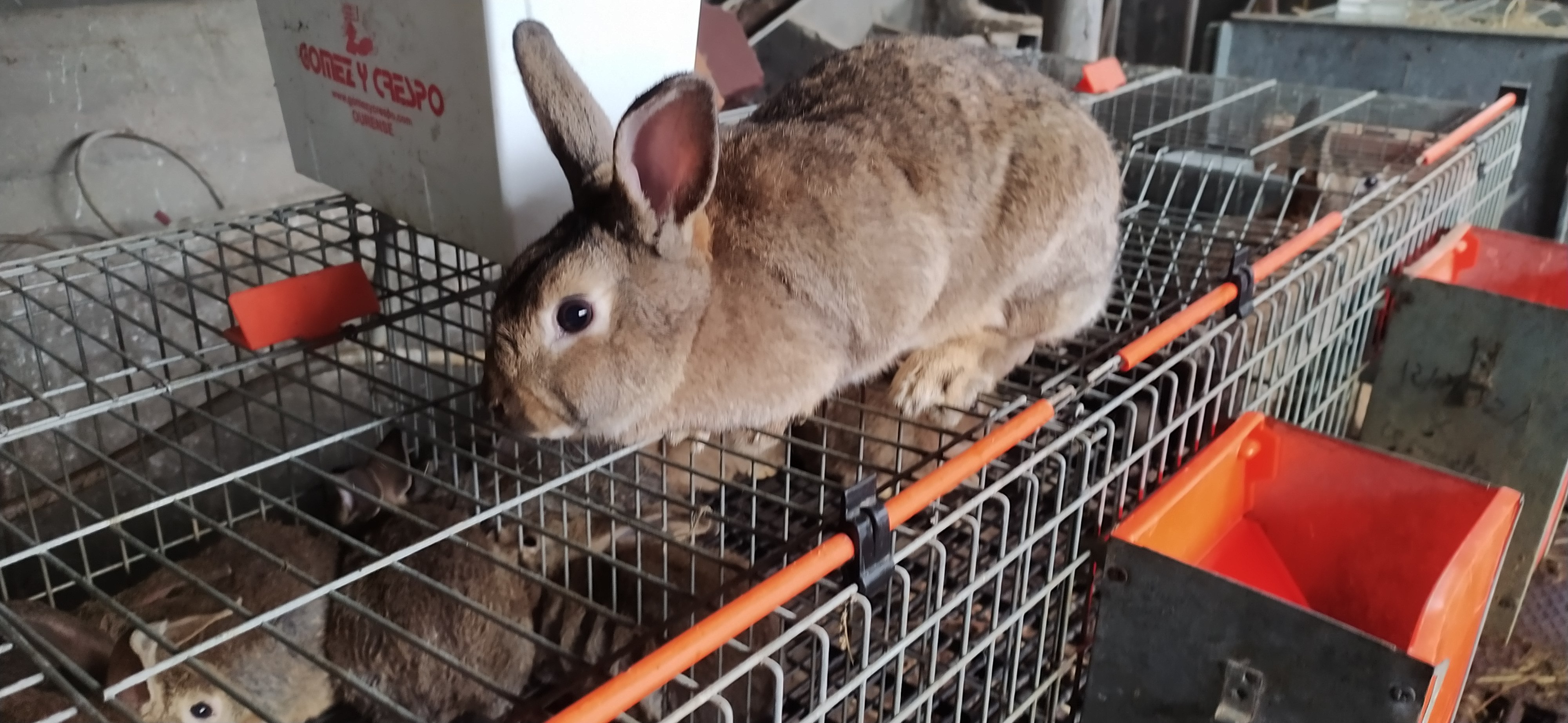 Conejos pardo vasco imagen 3