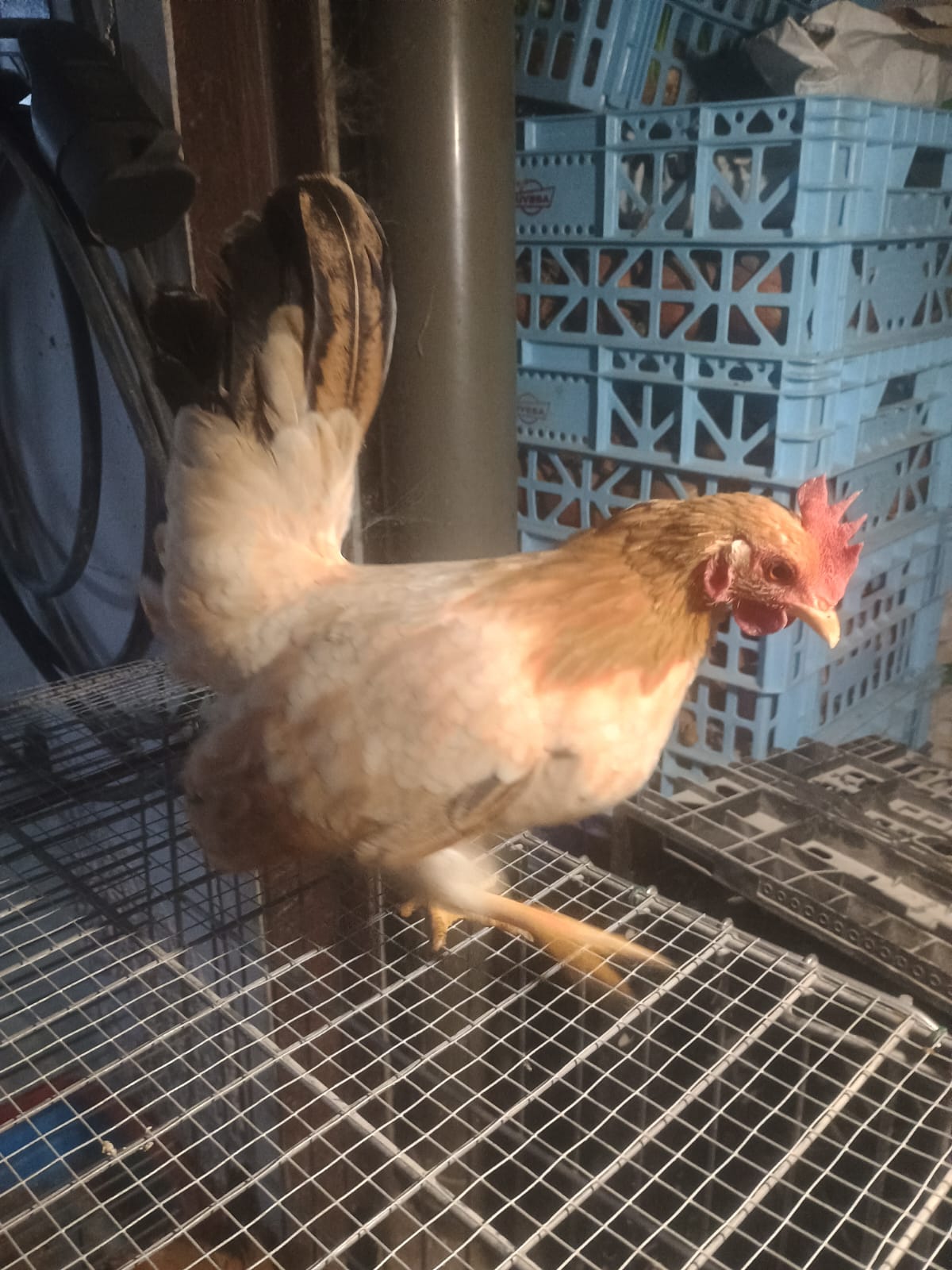 Gallinas y gallos kikos imagen 4