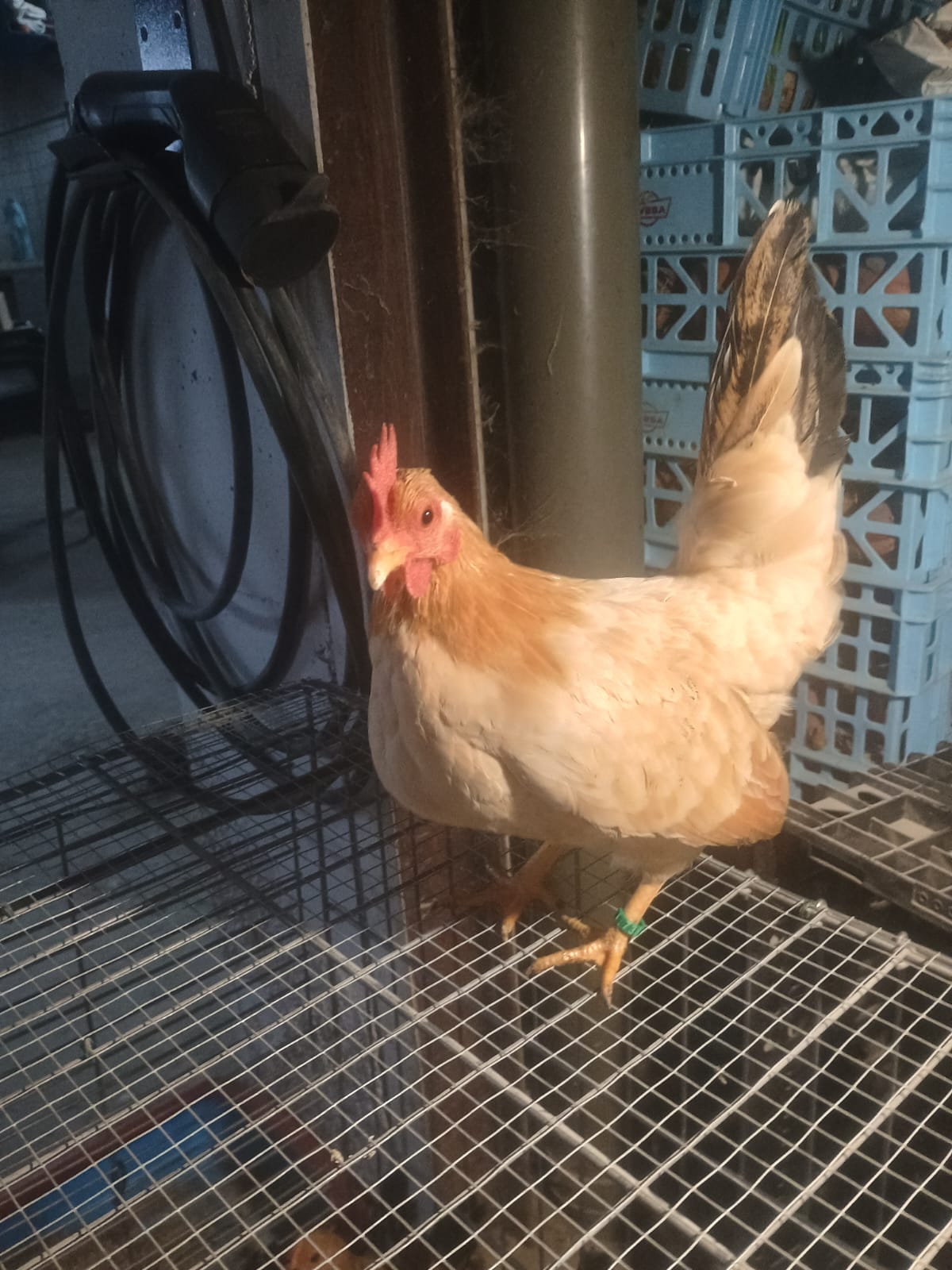 Gallinas y gallos kikos