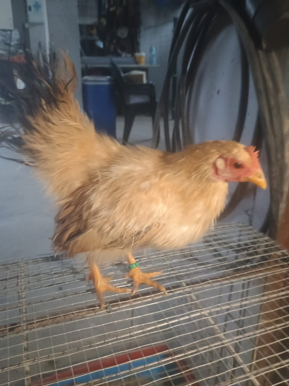 Gallinas y gallos kikos imagen 6