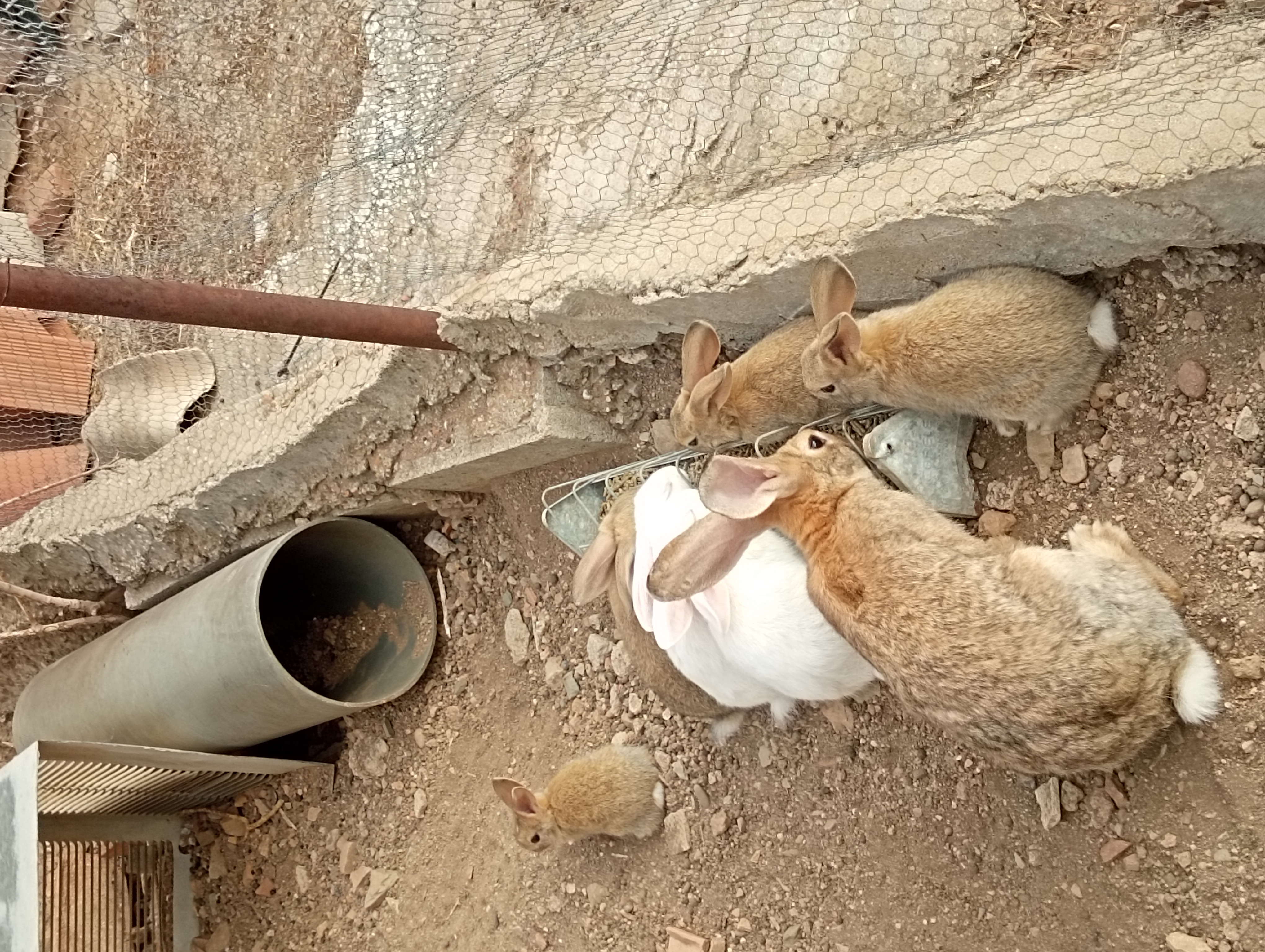 Conejos de campo imagen 7