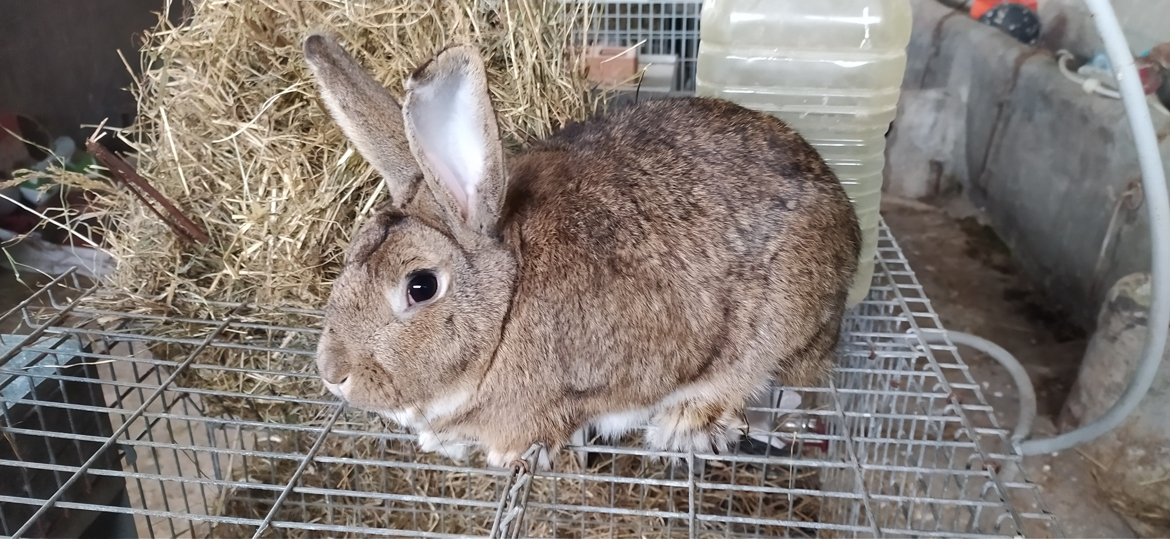 Conejos pardo vasco imagen 5