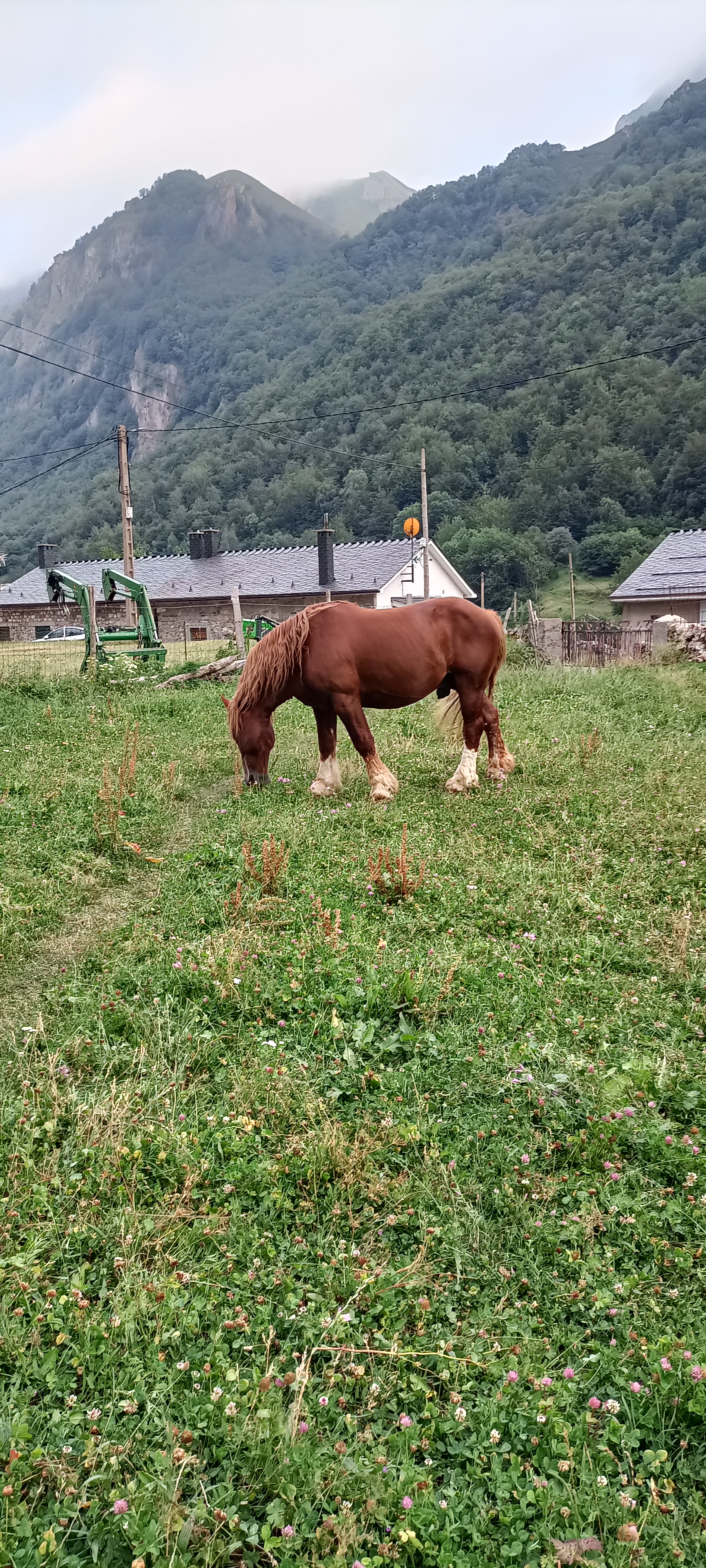Hispano Bretón semental