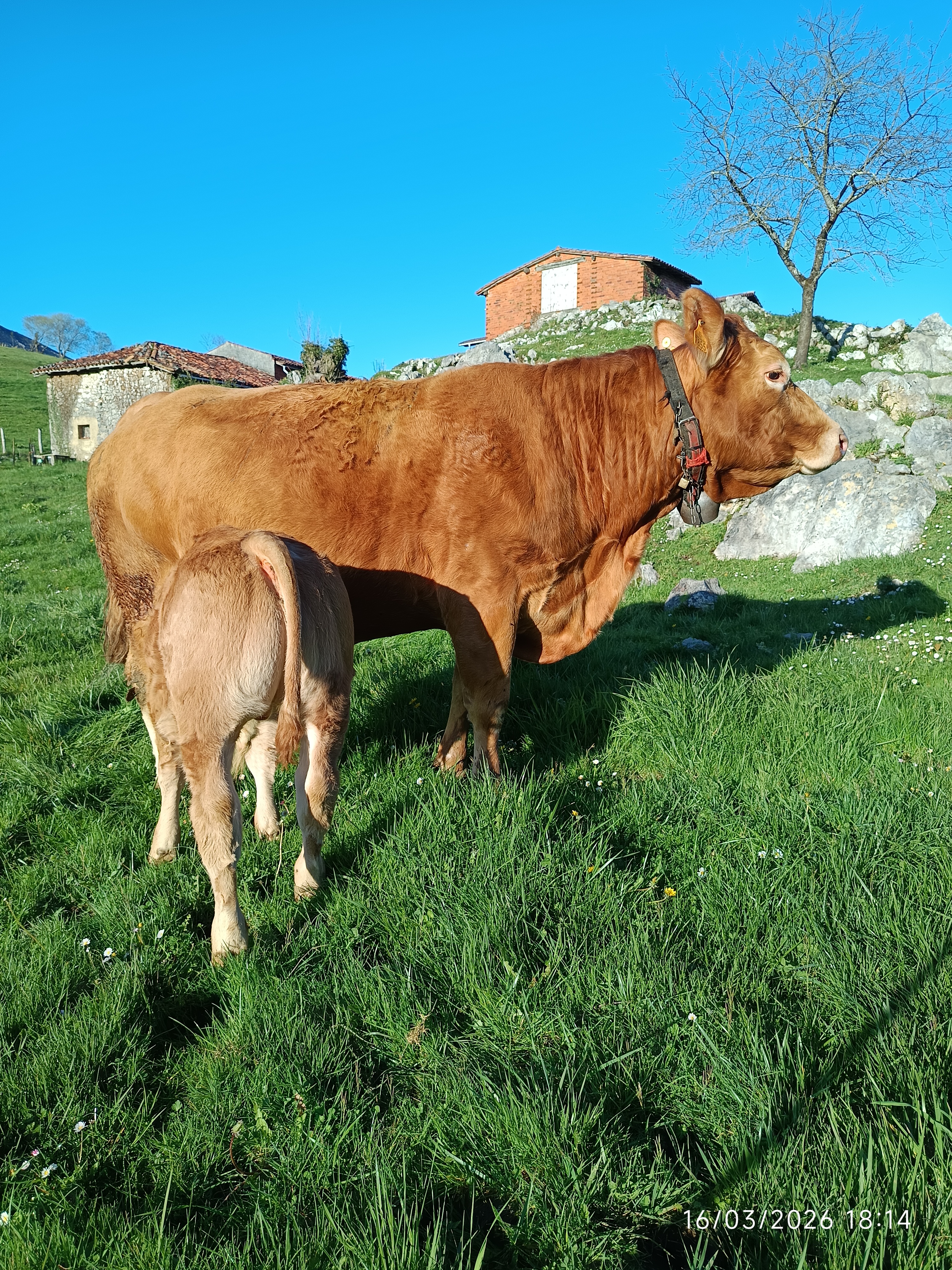 TORO DE TRES AÑOS imagen 6