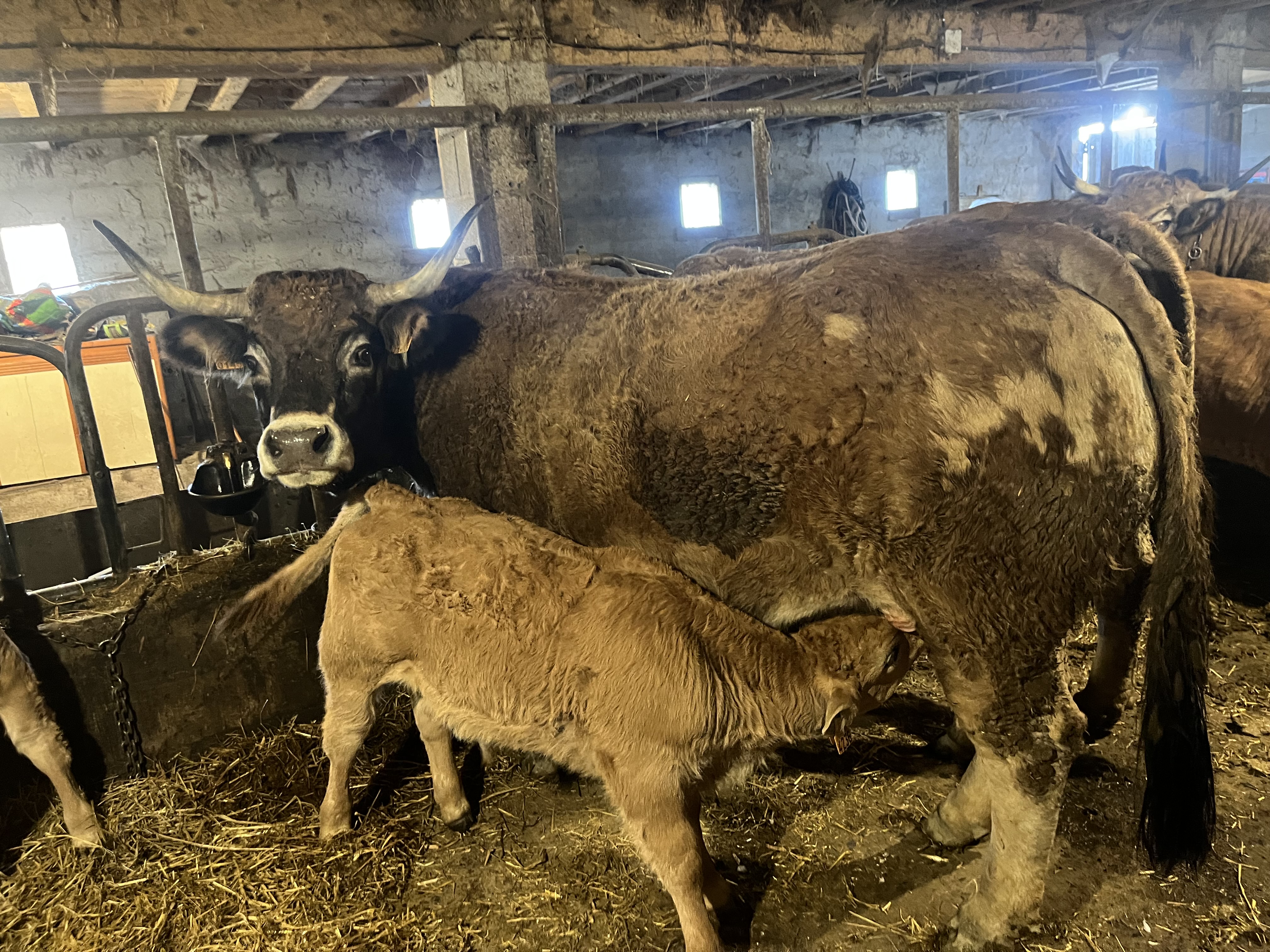 Novillos aubrac imagen 2