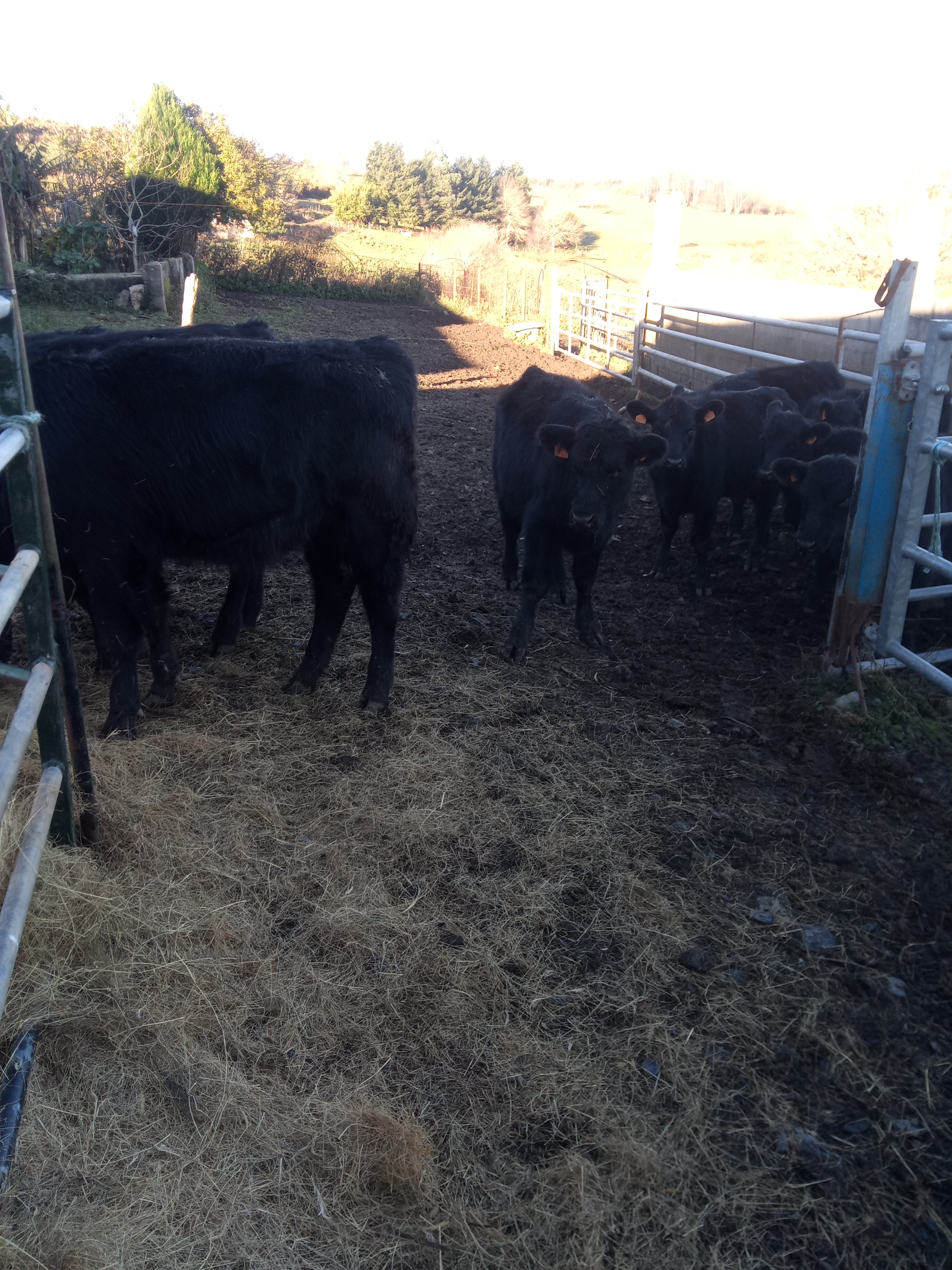 Machos Angus imagen 3