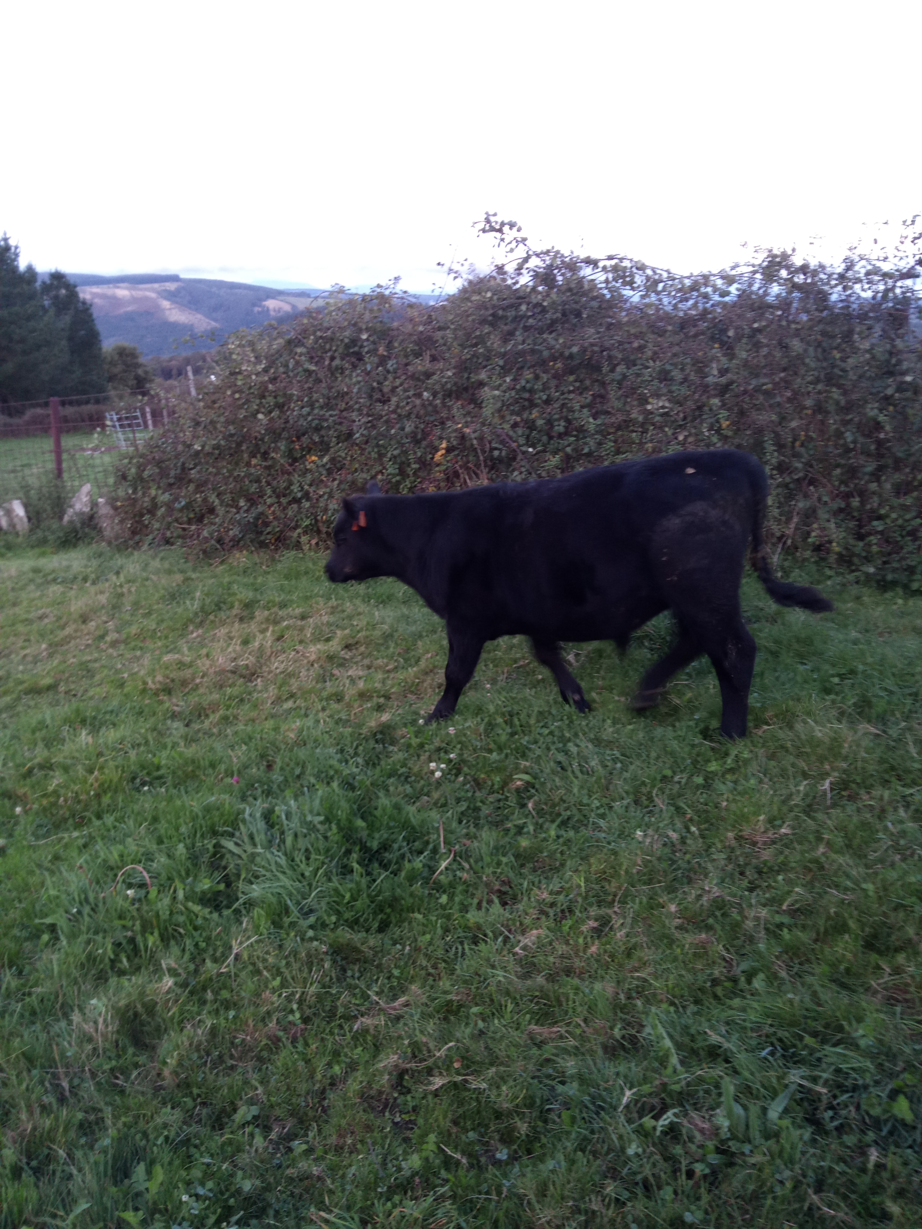 Machos Angus imagen 7