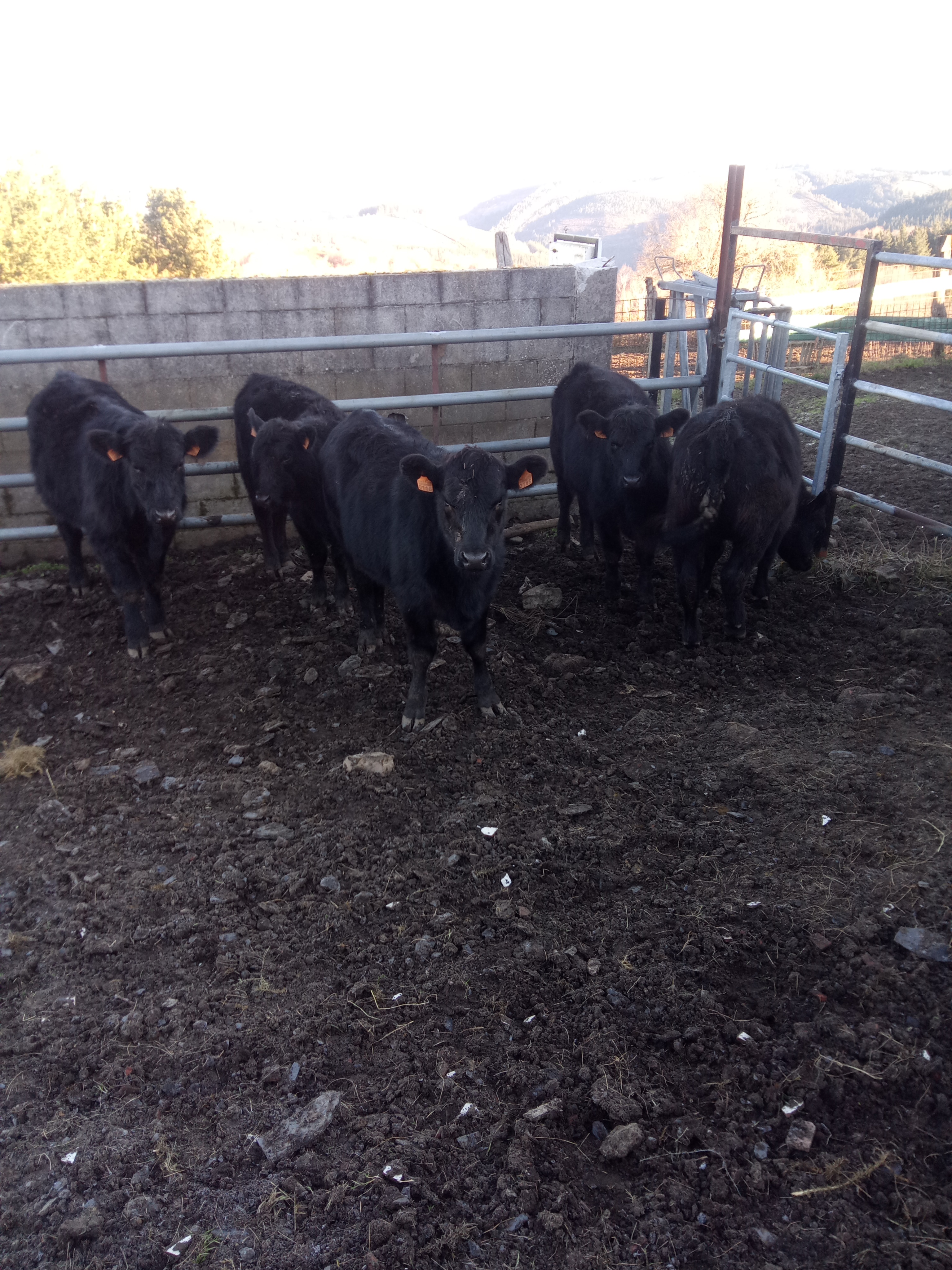 Machos Angus imagen 5