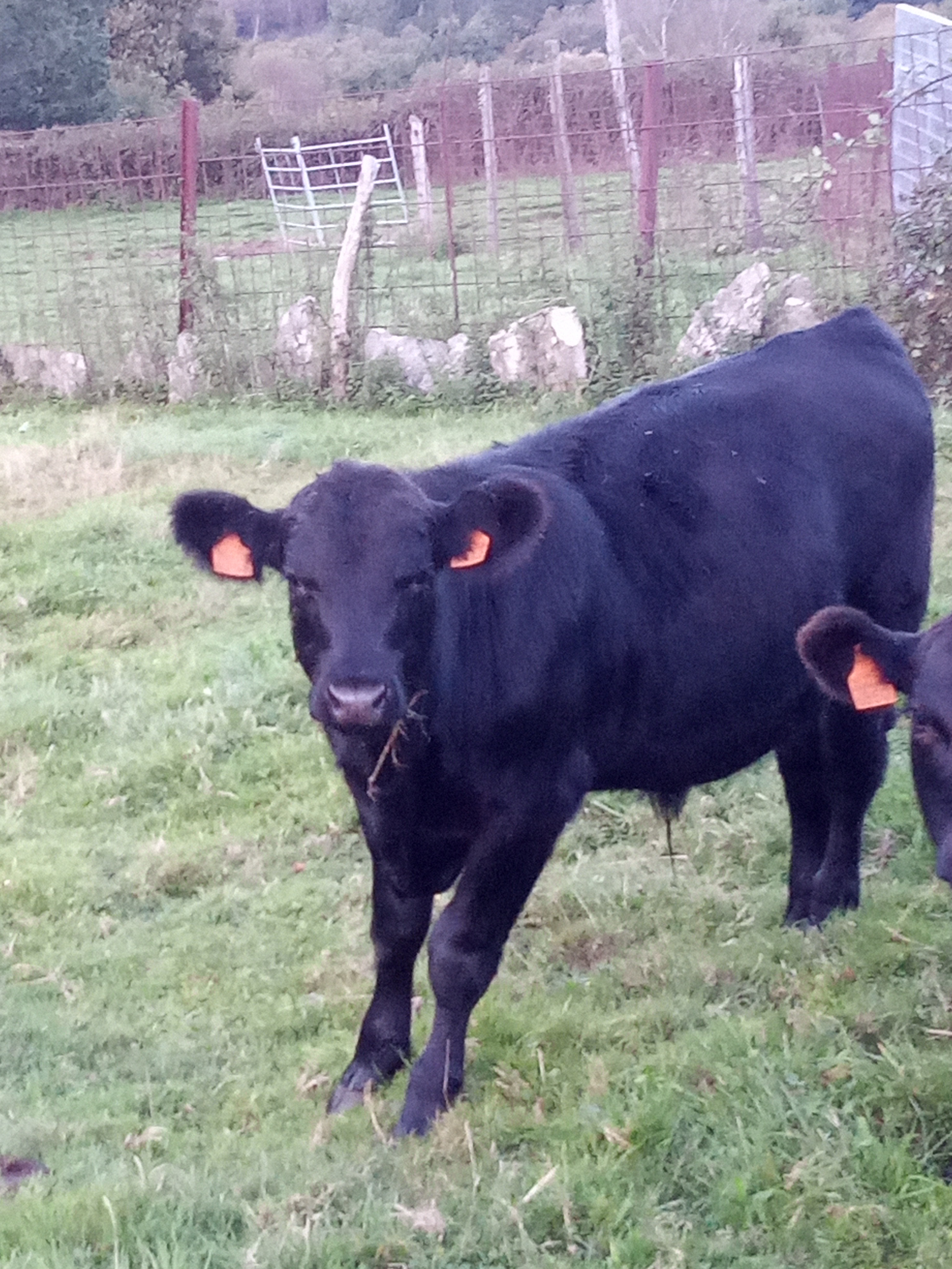 Machos Angus imagen 8